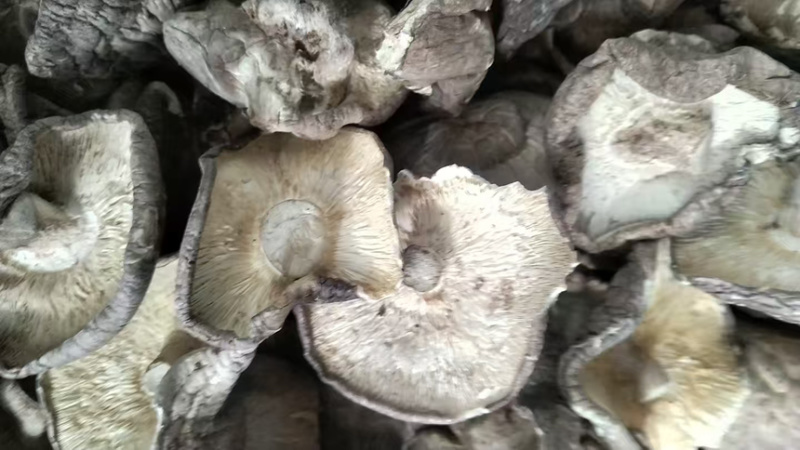 干香菇新鲜香菇烘干而成品质优良产地直供一手货源