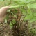 万寿竹，富贵竹，盆栽属于百合科万寿竹属多年生草本植物