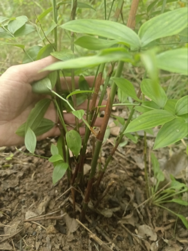 万寿竹，富贵竹，盆栽属于百合科万寿竹属多年生草本植物