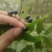 万寿竹，富贵竹，盆栽属于百合科万寿竹属多年生草本植物