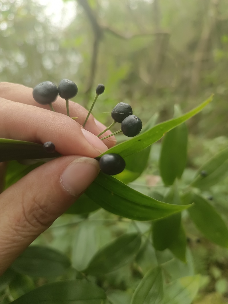 万寿竹，富贵竹，盆栽属于百合科万寿竹属多年生草本植物