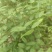 万寿竹，富贵竹，盆栽属于百合科万寿竹属多年生草本植物
