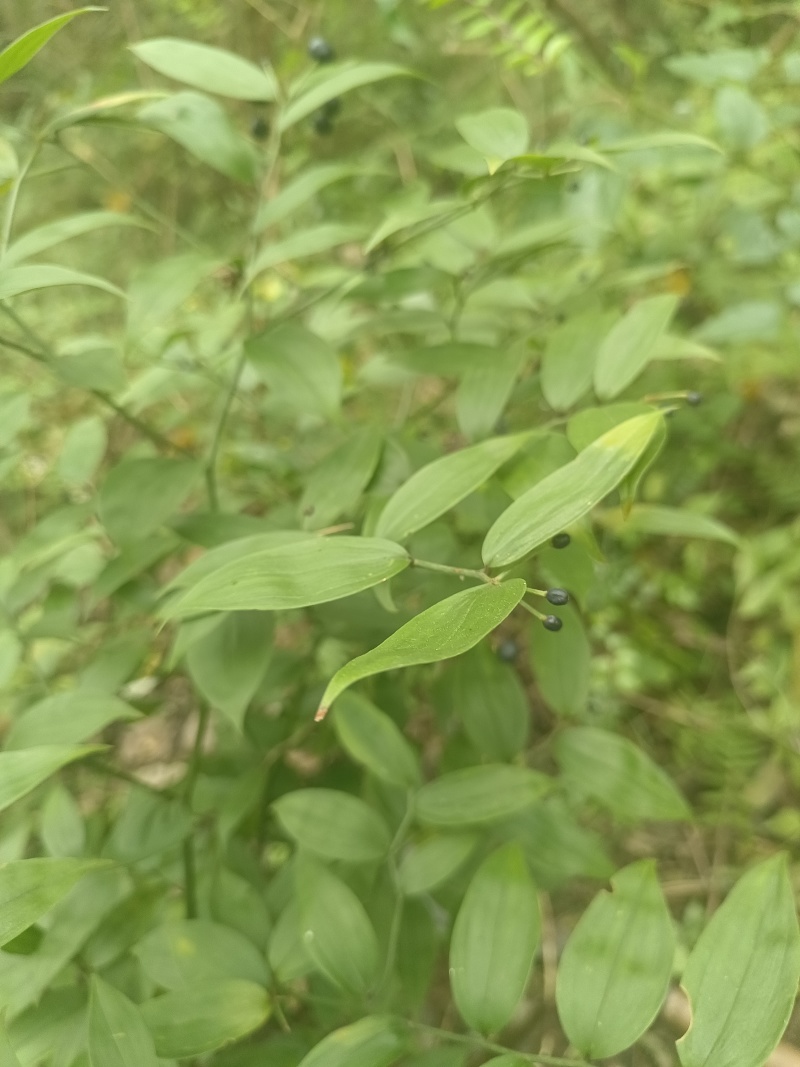 万寿竹，富贵竹，盆栽属于百合科万寿竹属多年生草本植物