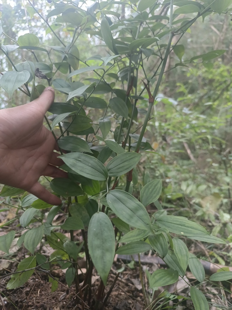 万寿竹，富贵竹，盆栽属于百合科万寿竹属多年生草本植物