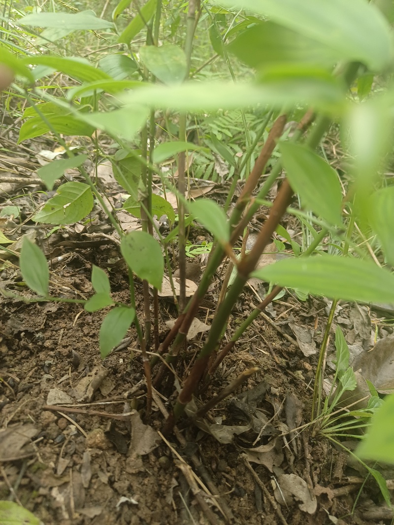 万寿竹，富贵竹，盆栽属于百合科万寿竹属多年生草本植物