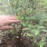 万寿竹，富贵竹，盆栽属于百合科万寿竹属多年生草本植物