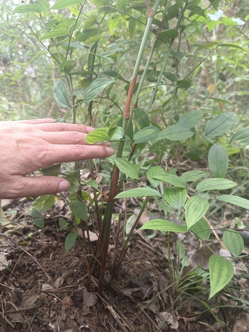 万寿竹，富贵竹，盆栽属于百合科万寿竹属多年生草本植物