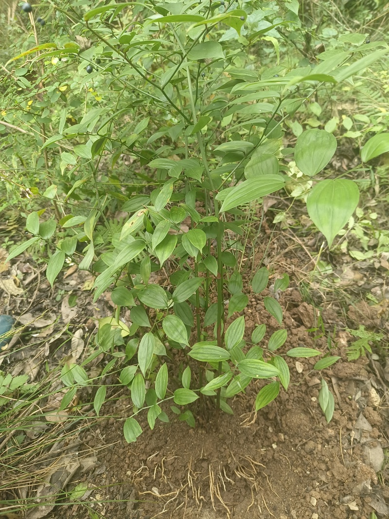 万寿竹，富贵竹，盆栽属于百合科万寿竹属多年生草本植物