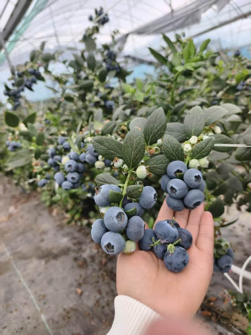 大凉山L25花香蓝莓🫐