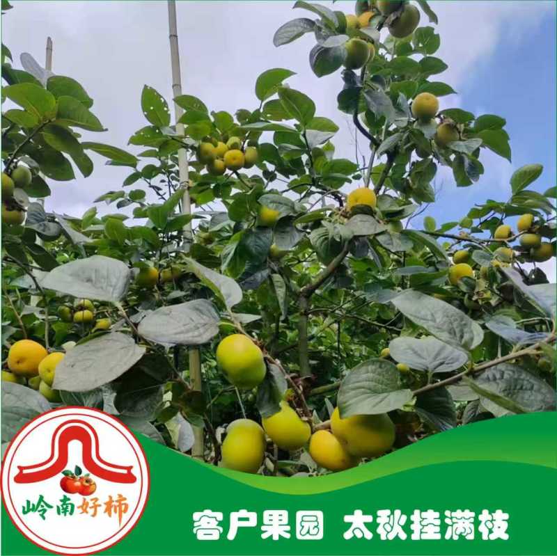 正宗太秋甜柿杯苗柿子杯苗柿子树地栽盆栽基地发货