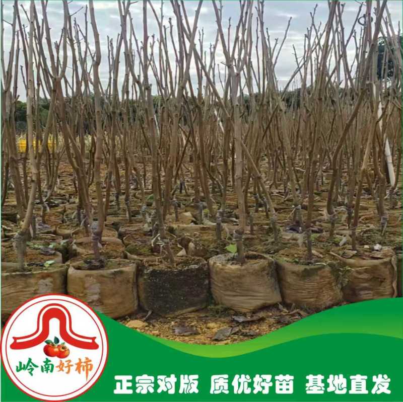 正宗太秋甜柿杯苗柿子杯苗柿子树地栽盆栽基地发货