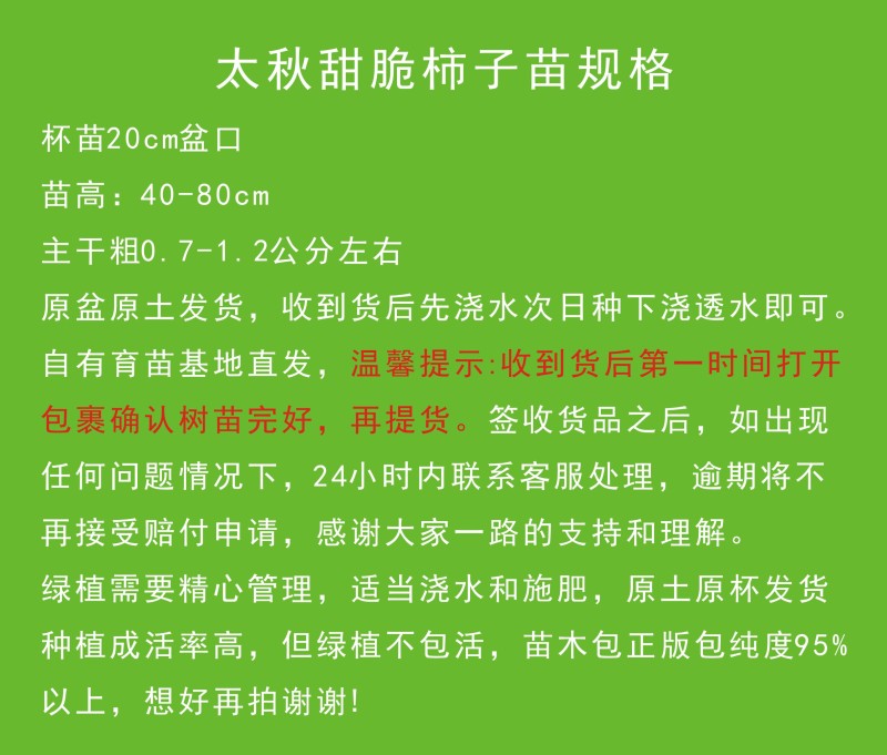 正宗太秋甜柿杯苗柿子杯苗柿子树地栽盆栽基地发货