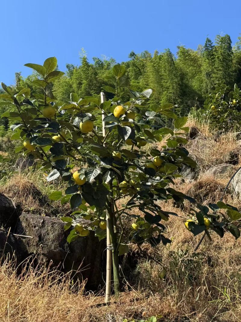 正宗太秋甜柿杯苗柿子杯苗柿子树地栽盆栽基地发货