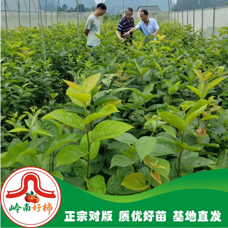 正宗太秋甜柿杯苗柿子杯苗柿子树地栽盆栽基地发货