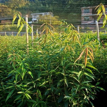 小叶青岗杯苗，货源充足，远程看苗，一手货源