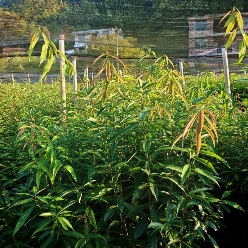 小叶青岗杯苗，货源充足，远程看苗，一手货源