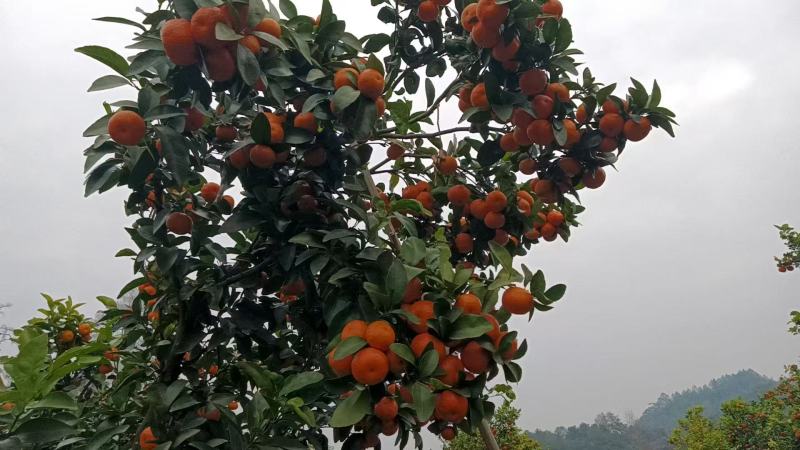 广西桂林永福沙糖桔全国发货，优质货源，可视频实地验货