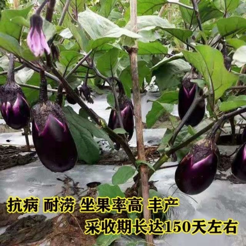 龙盛红宝9403茄子果实灯泡形紫红果肉厚籽少高产抗病力强