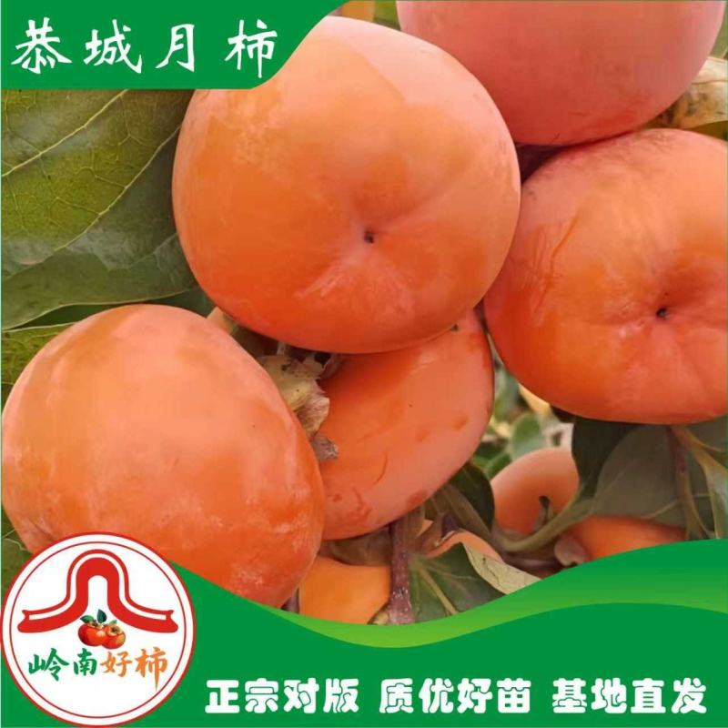 恭城月柿杯苗(大火晶，红灯笼)嫁接柿子苗可种植果树苗