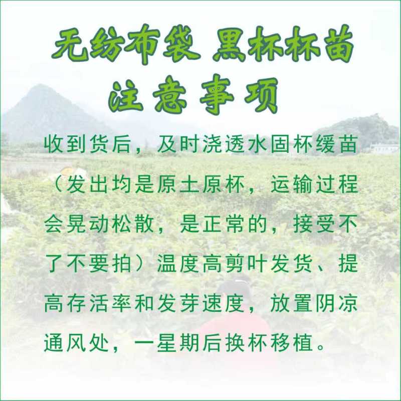恭城月柿杯苗(大火晶，红灯笼)嫁接柿子苗可种植果树苗