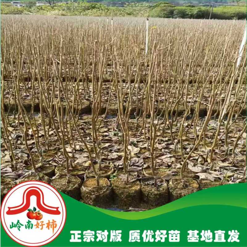 恭城月柿杯苗(大火晶，红灯笼)嫁接柿子苗可种植果树苗
