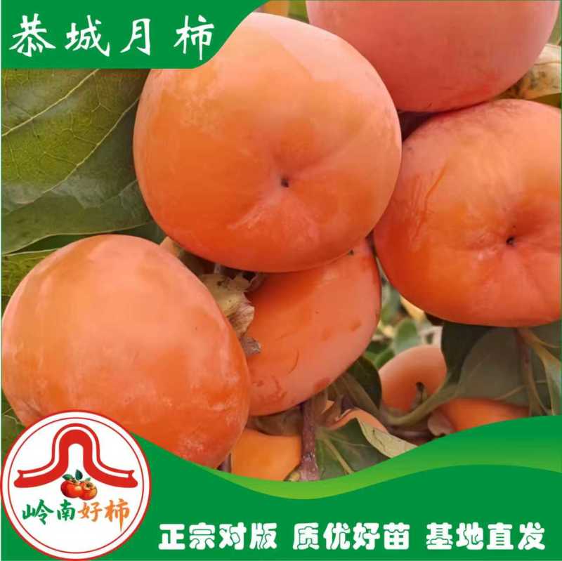 恭城月柿杯苗(大火晶，红灯笼)嫁接柿子苗可种植果树苗