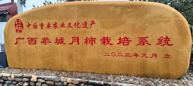 恭城月柿杯苗(大火晶，红灯笼)嫁接柿子苗可种植果树苗