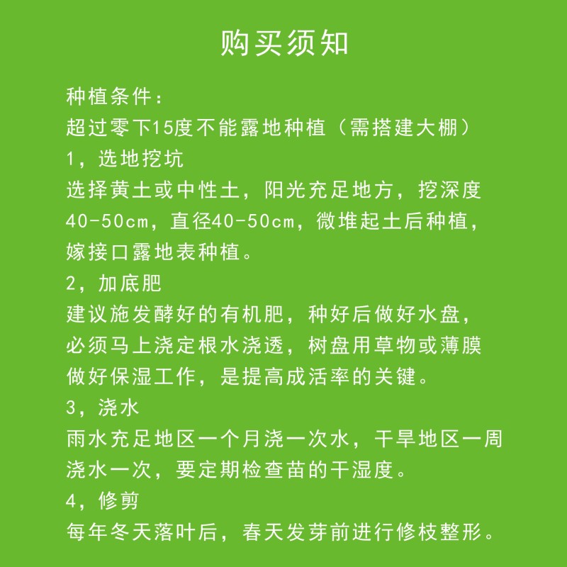 恭城月柿杯苗(大火晶，红灯笼)嫁接柿子苗可种植果树苗