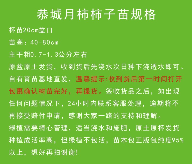 恭城月柿杯苗(大火晶，红灯笼)嫁接柿子苗可种植果树苗