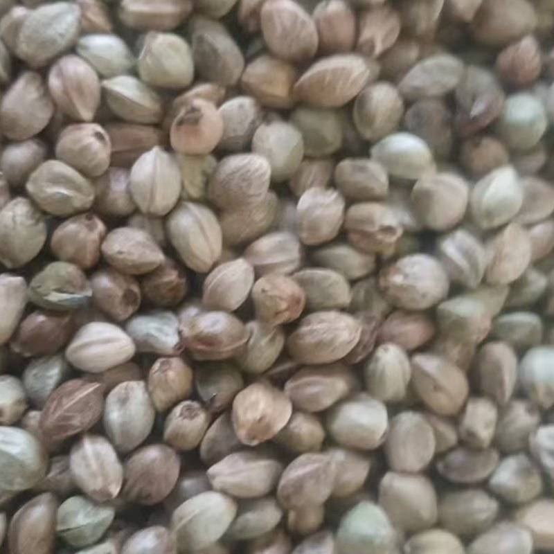 内蒙古鄂尔多斯特产大麻子产地货源充足规格齐全量大价优