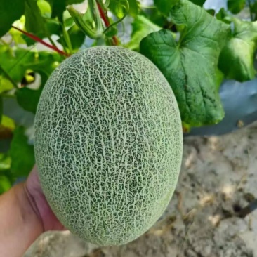 哈密瓜新疆哈密瓜脆甜多汁皮薄肉厚现摘现发关系来电