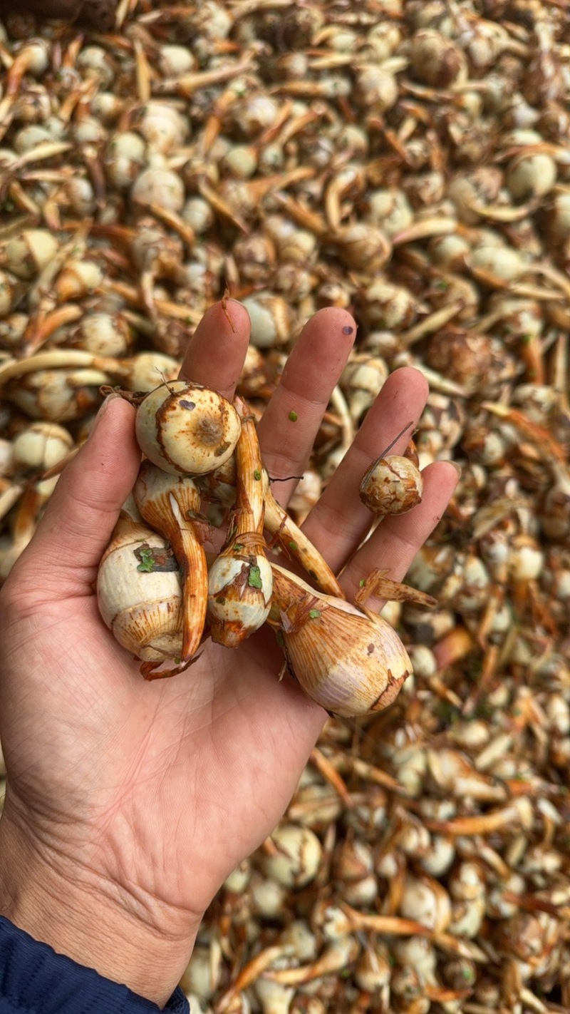 云南大茨菇小慈菇中号茨菇蓝白产地直销快递整车物流全国发货