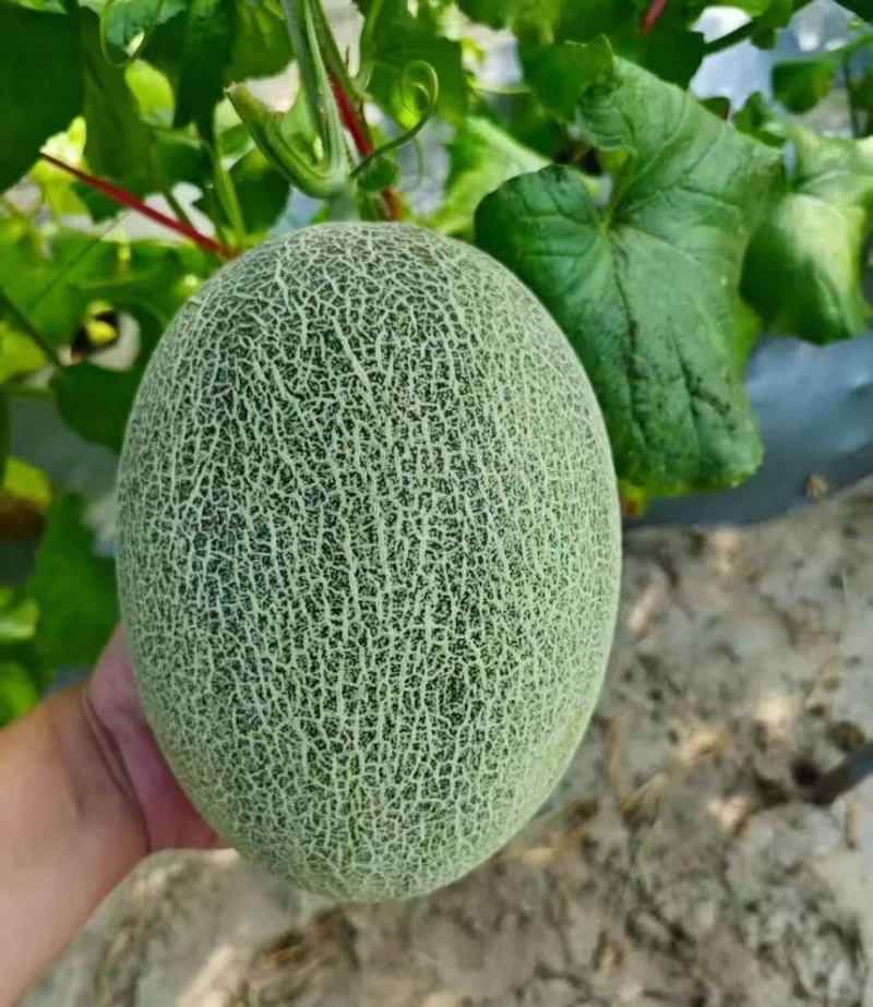 哈密瓜新疆哈密瓜脆甜多汁皮薄肉厚现摘现发关系来电