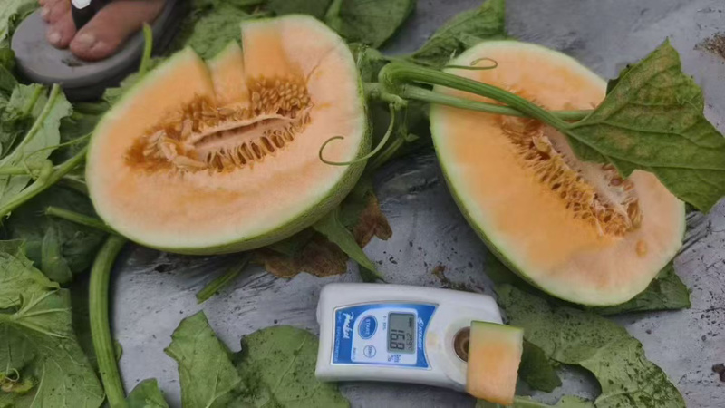 哈密瓜新疆哈密瓜脆甜多汁皮薄肉厚现摘现发关系来电