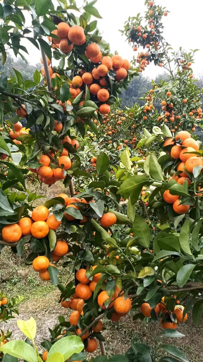 广西百色沙糖桔，万家合作供应商，诚信经营，货源充足