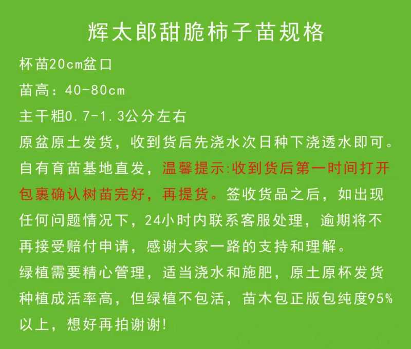 辉太郎甜柿杯苗家庭盆栽地栽基地直发正宗正版