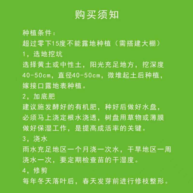 辉太郎甜柿杯苗家庭盆栽地栽基地直发正宗正版