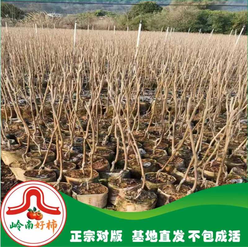 辉太郎甜柿杯苗家庭盆栽地栽基地直发正宗正版