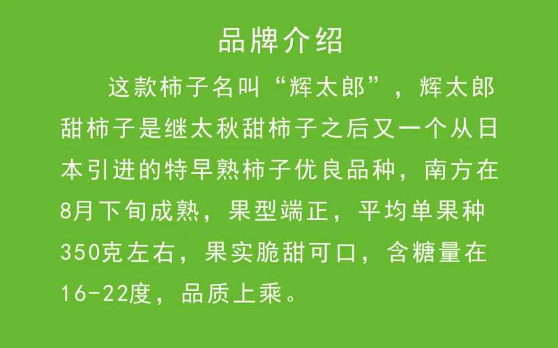 辉太郎甜柿杯苗家庭盆栽地栽基地直发正宗正版