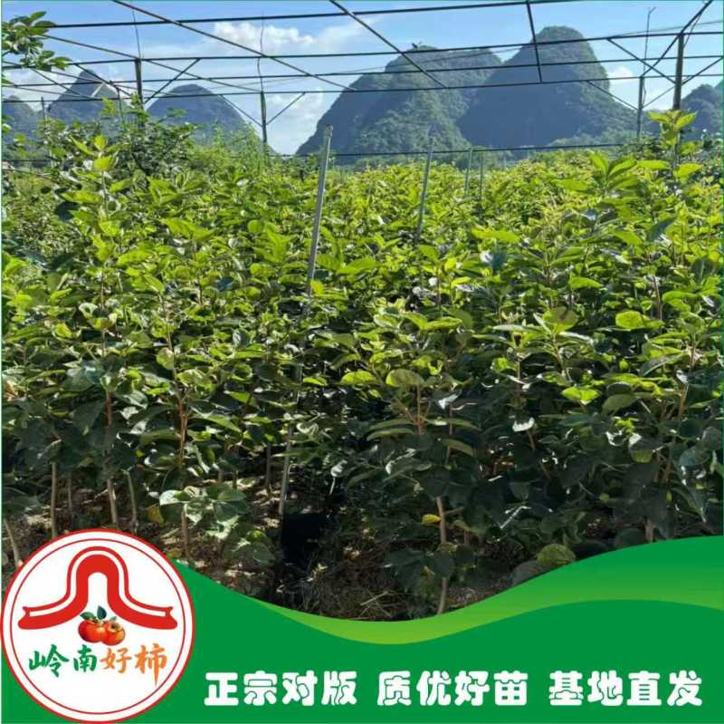 辉太郎甜柿杯苗家庭盆栽地栽基地直发正宗正版