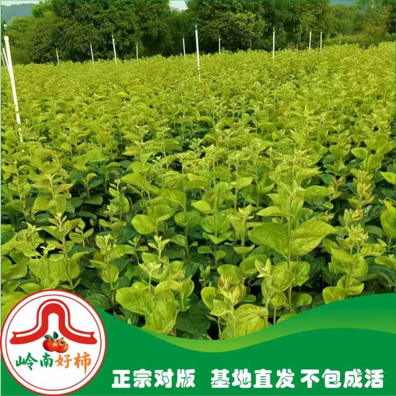 辉太郎甜柿杯苗家庭盆栽地栽基地直发正宗正版