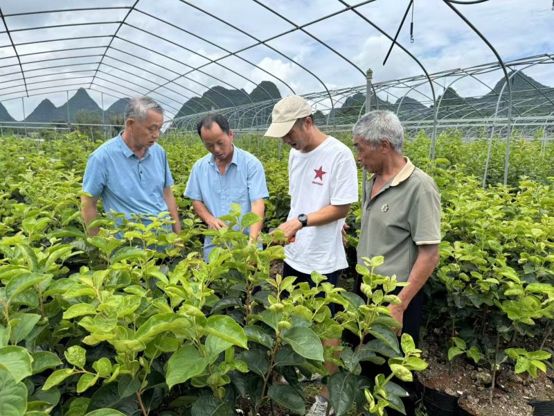 辉太郎甜柿杯苗家庭盆栽地栽基地直发正宗正版