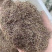粉黛乱子草种子新籽发芽率高批发各种花草种子