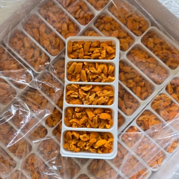 100克5孔马胆
