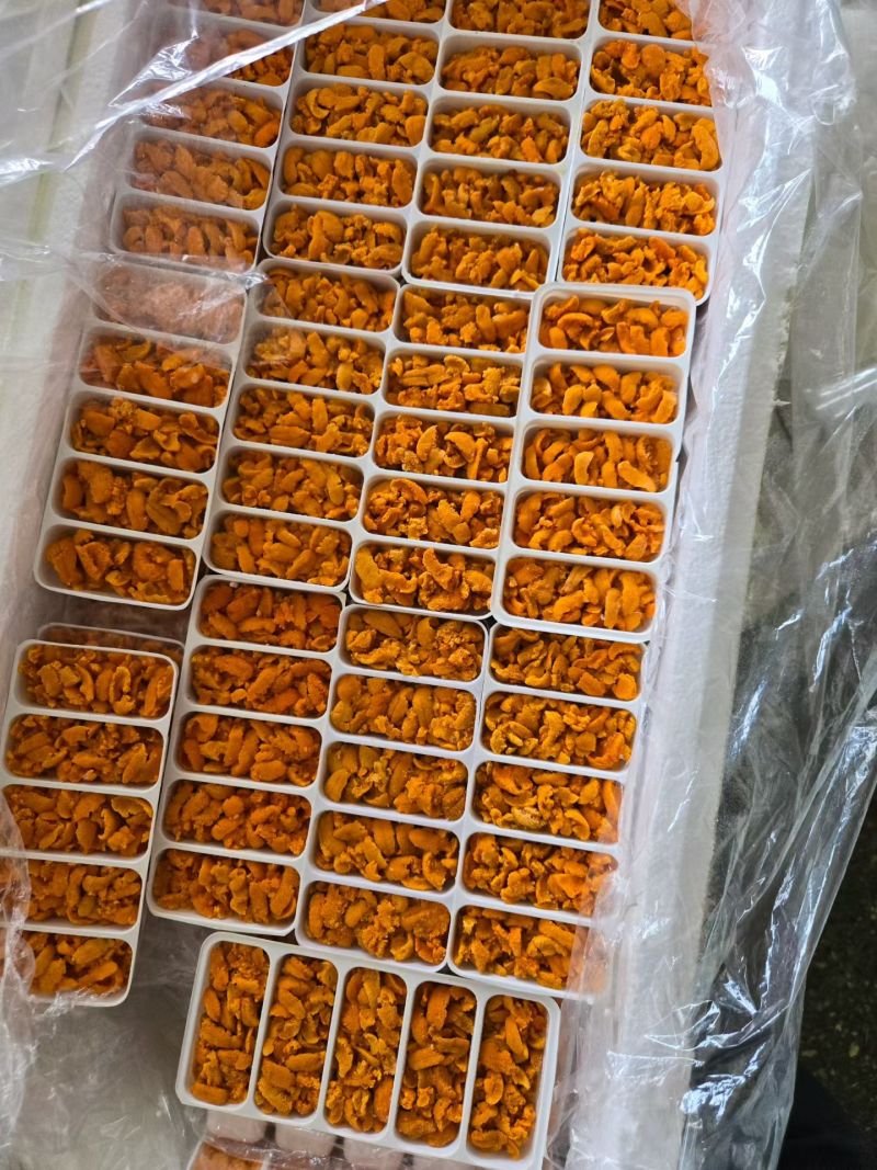 100克5孔马胆