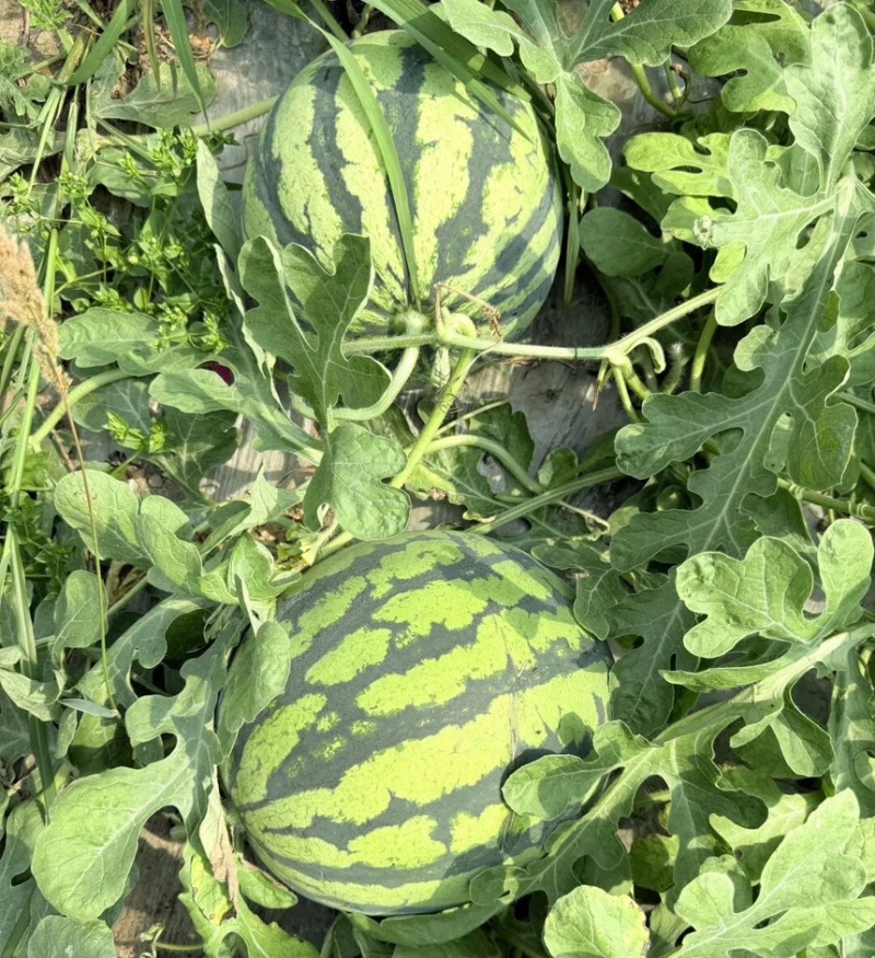 西瓜无籽美都西瓜皮薄肉脆酥甜产地直供现摘现发