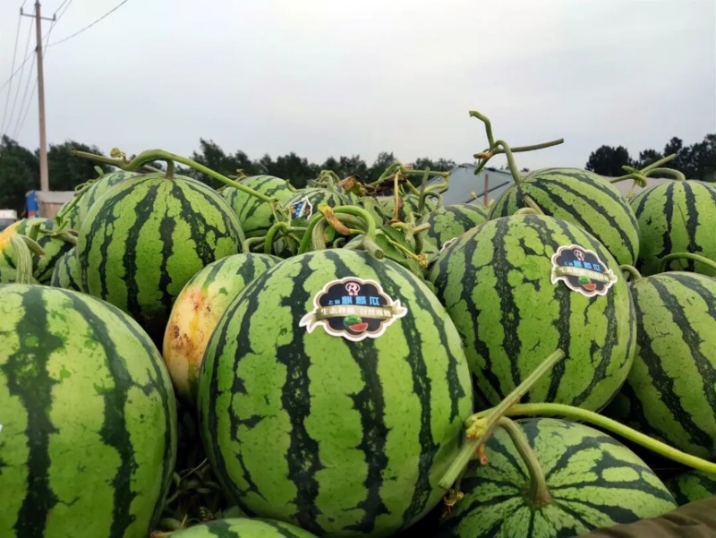西瓜无籽美都西瓜皮薄肉脆酥甜产地直供现摘现发