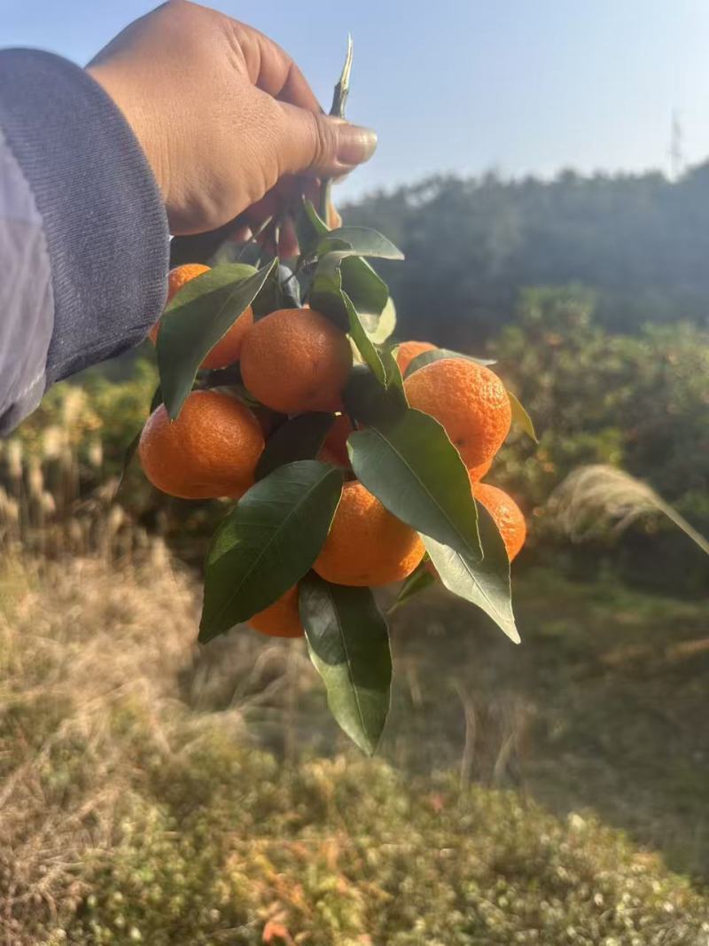 广西桂林沙糖桔上市了优质合作商，量大从优，欢迎咨询联系