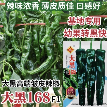 大黑168皱皮椒种子香辣大果皱皮椒种籽高产抗病薄皮特辣