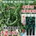 大黑168皱皮椒种子香辣大果皱皮椒种籽高产抗病薄皮特辣